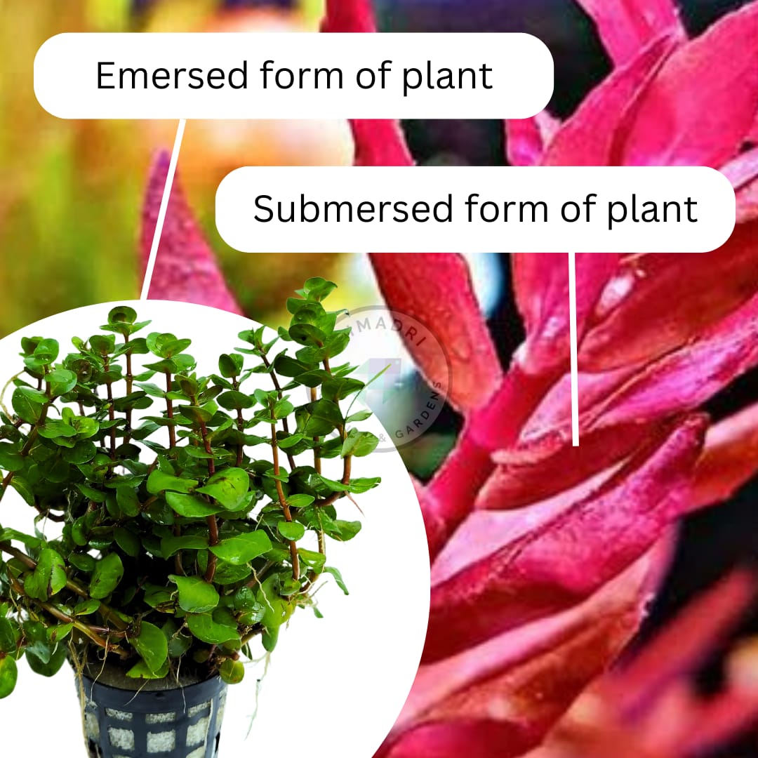 Rotala sp Yarabje (large pot) - Image 4