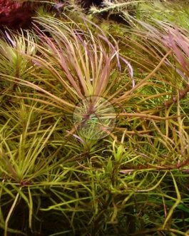 Pogostemon Stellatus Dassen Purple (large pot)