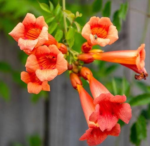 Trumpet vine (single plant)