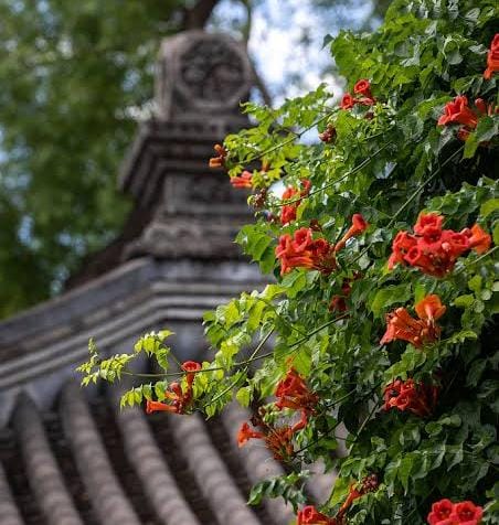 Trumpet vine (single plant) - Image 2