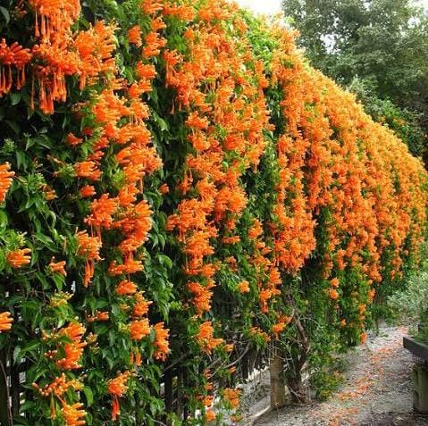 Trumpet vine (single plant) - Image 4