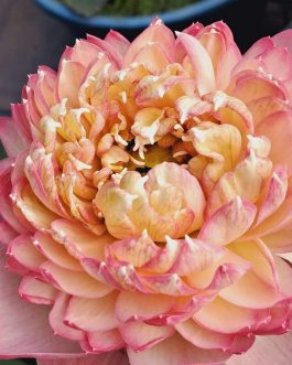 Octopus tropical lotus