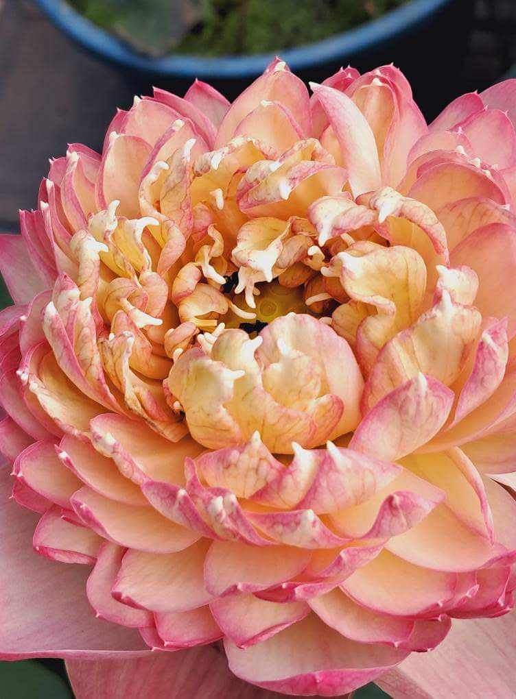 Octopus tropical lotus