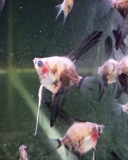 Angel combo ( plantinum white 2 pcs, black 2 pcs, smokey blue 2 pcs)