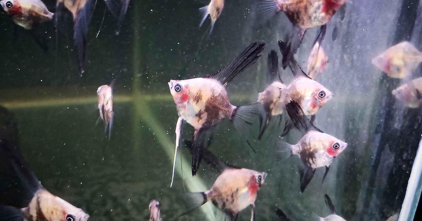 Angel combo ( plantinum white 2 pcs, black 2 pcs, smokey blue 2 pcs) - Image 2