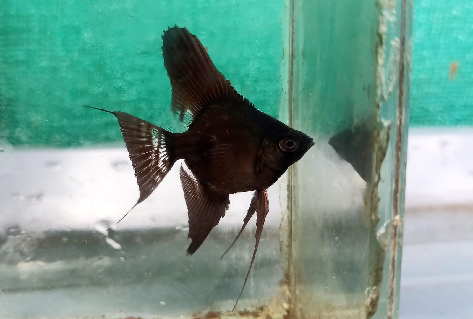 Angel combo ( plantinum white 2 pcs, black 2 pcs, smokey blue 2 pcs) - Image 3