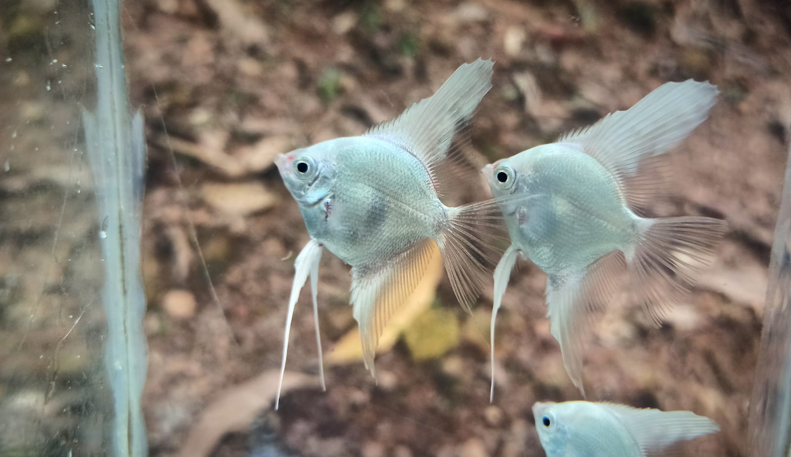 Angel combo ( plantinum white 2 pcs, black 2 pcs, smokey blue 2 pcs) - Image 4