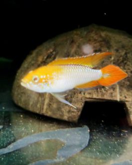Apistogramma Agazizzi fire gold small sized ( 4 pcs)