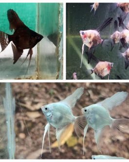 Angel combo ( plantinum white 2 pcs, black 2 pcs, smokey blue 2 pcs)