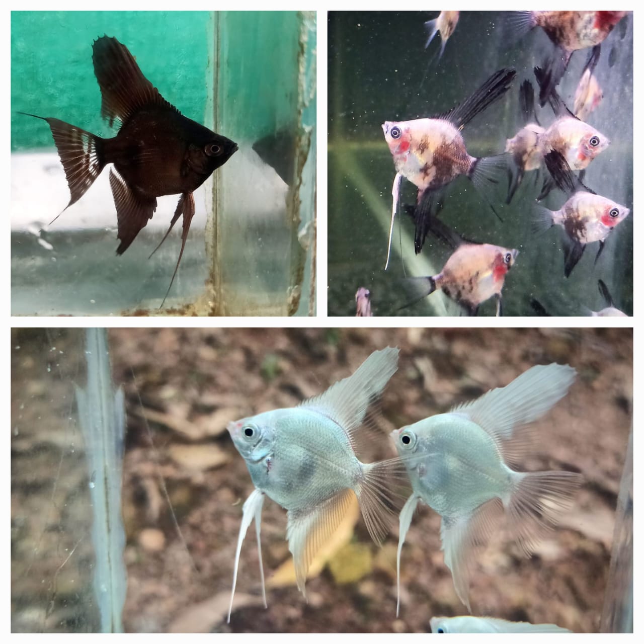 Angel combo ( plantinum white 2 pcs, black 2 pcs, smokey blue 2 pcs)