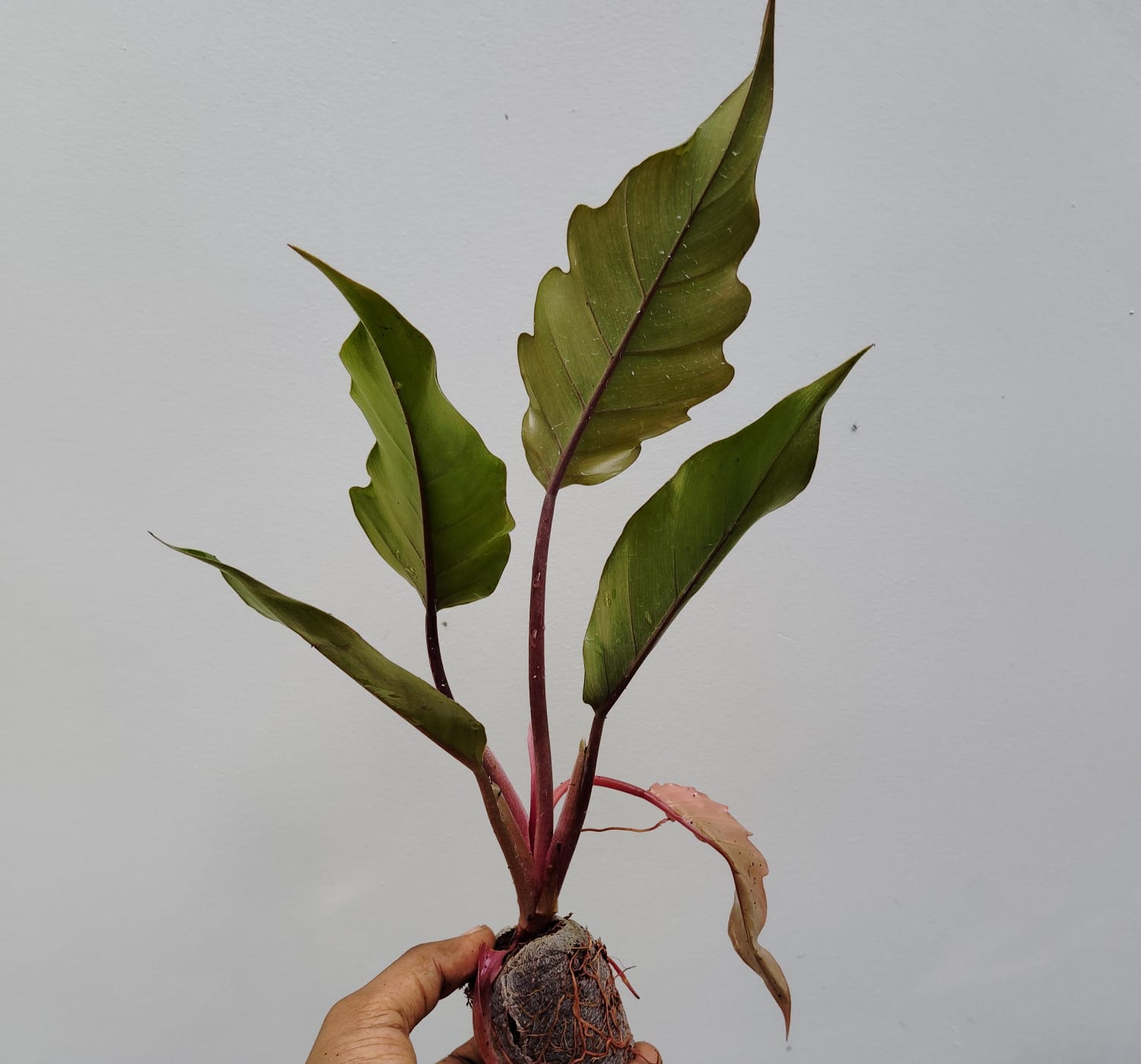 Philodendron Choco Empress (single medium sized plant) - Image 4