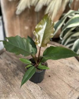 Philodendron Choco Empress (single medium sized plant)
