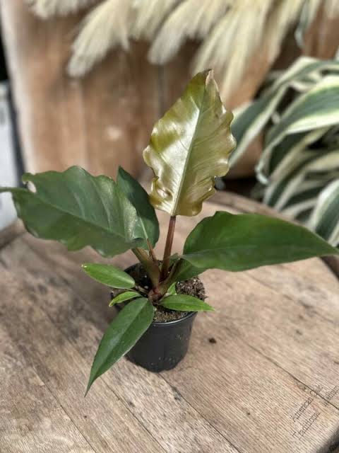 Philodendron Choco Empress (single medium sized plant) - Image 2