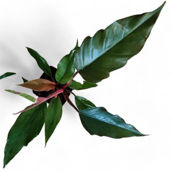 Philodendron Choco Empress (single medium sized plant)