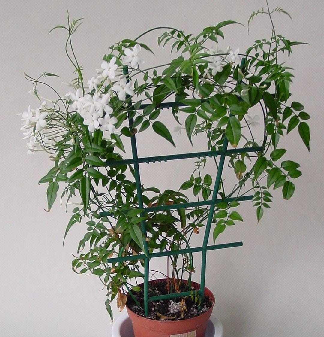 American creeper jasmine (single plant) - Image 4