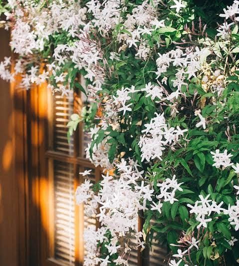 American creeper jasmine (single plant)