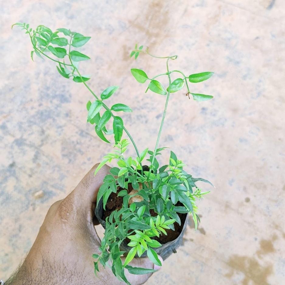 American creeper jasmine (single plant) - Image 3