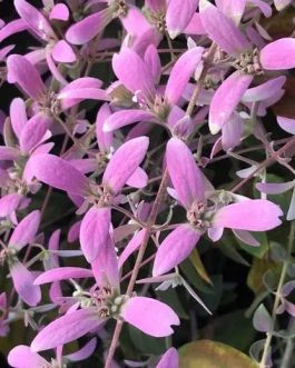 Congea pink (single plant)