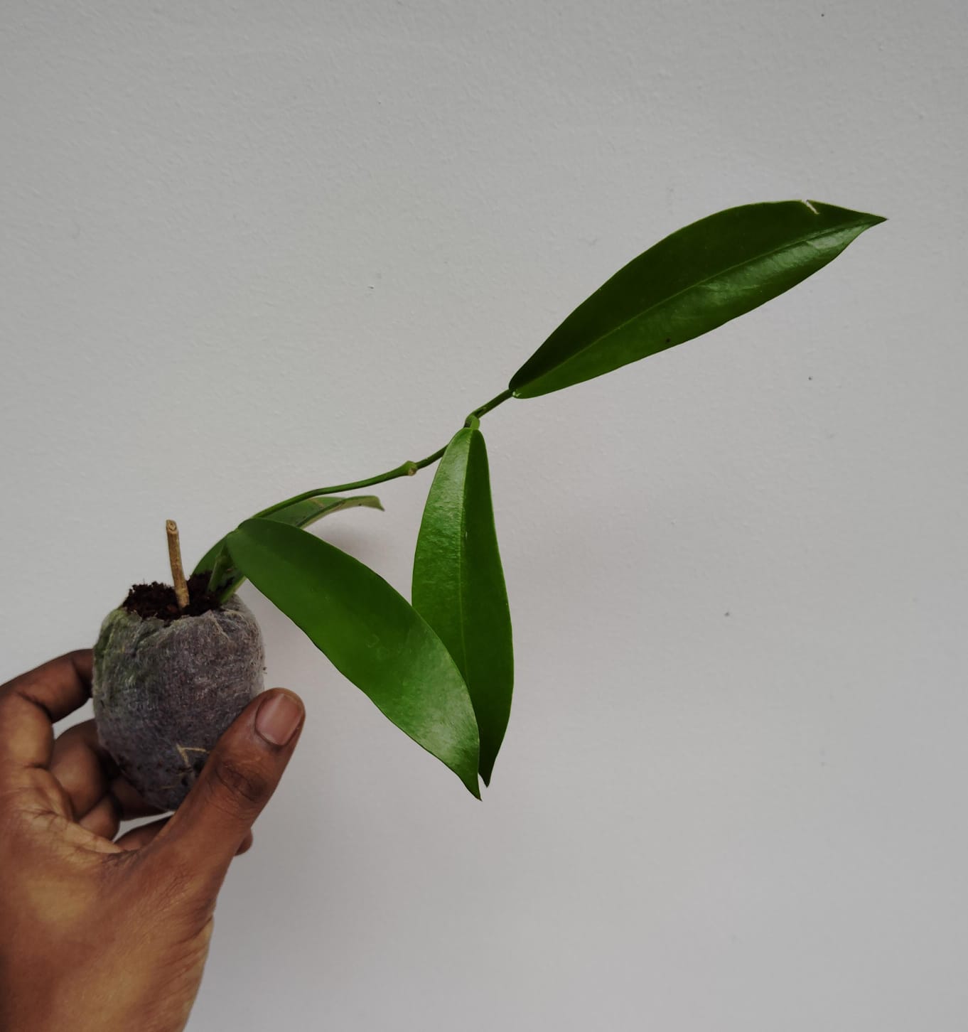 Hoya white dragon (single plant) - Image 2