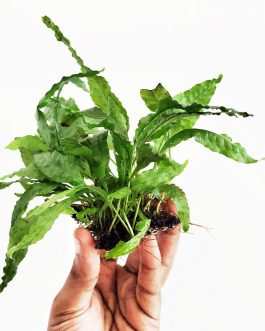 Microsorum pteropus/Wrinkled leaf/Java fern-wrinkled leaf (clump on steel mesh)