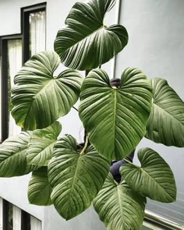 Philodendron Nangaritense (small plant pot)