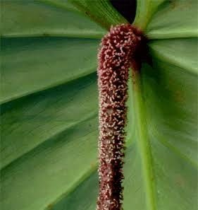 Philodendron Nangaritense (small plant pot) - Image 3