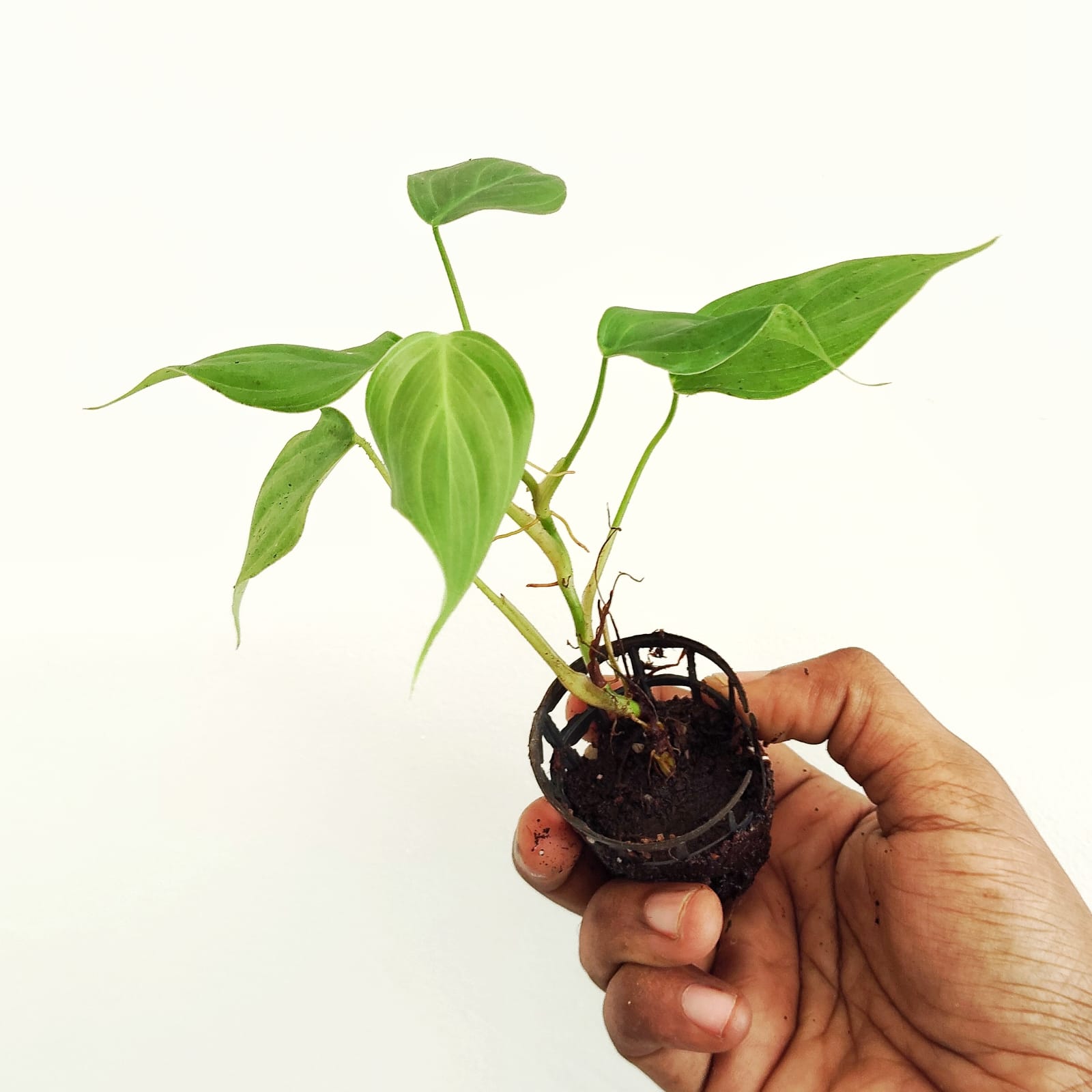 Philodendron Nangaritense (small plant pot) - Image 2