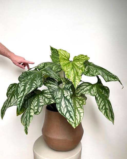 Cercestis mirabilis (small single plant pot) - Image 4