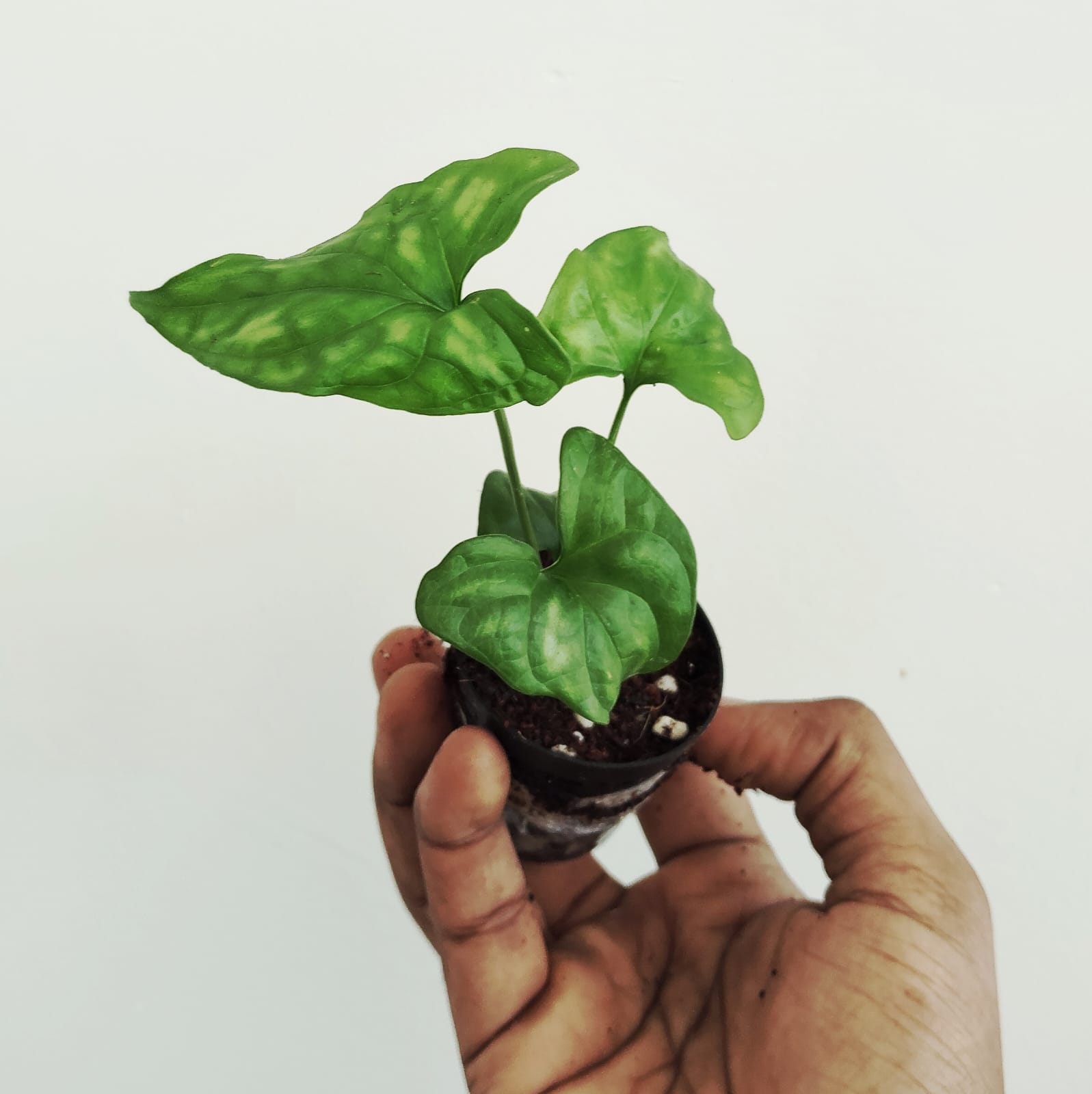 Cercestis mirabilis (small single plant pot) - Image 2