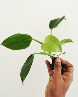 Philodendron Green Wizard- minor varigated(small plant pot)
