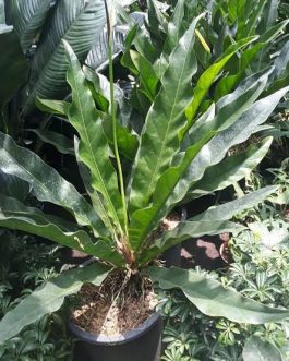 Anthurium renaissance (medium sized plant)