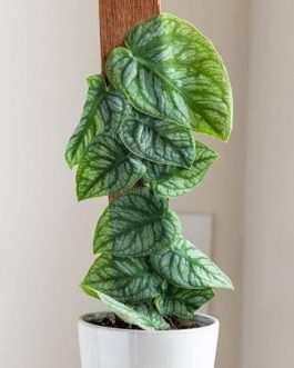 Monstera dubia (single plant)