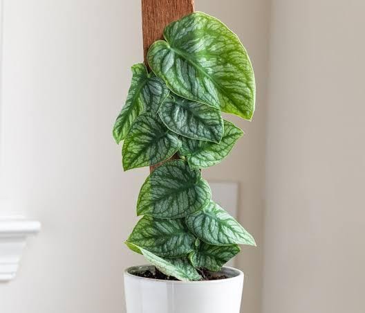 Monstera dubia (single plant)