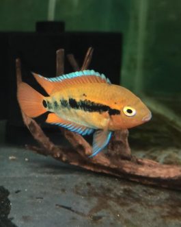 Rainbow cichlid ( 4 pcs)