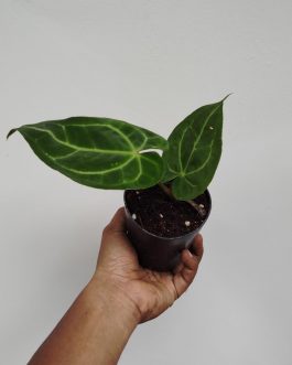 Minature form Anthurium Crystallinum (single plant)
