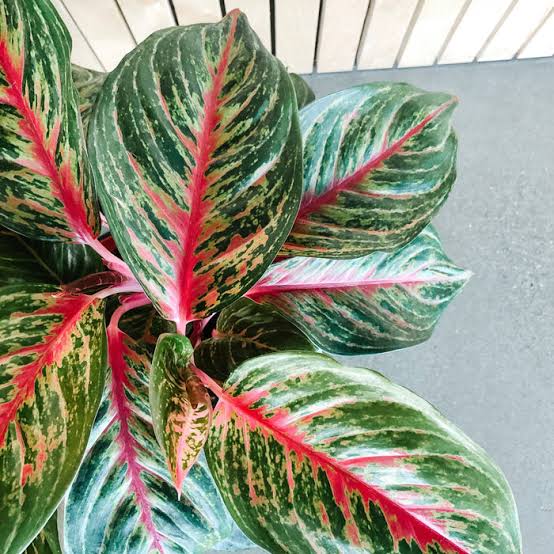 Aglaonema Red Emerald (small sized plant) - Image 3