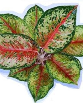 Aglonema 24 Karat (small sized plant)