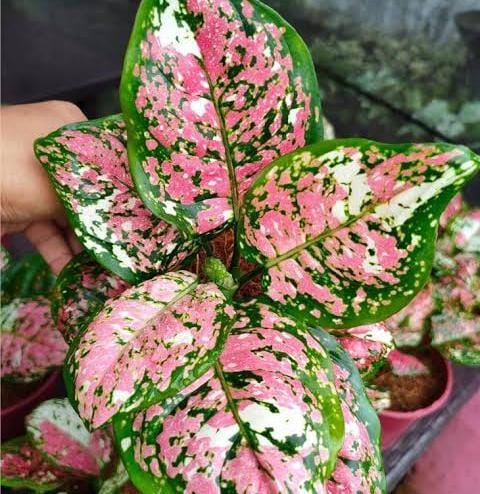 Aglaonema Tricolor (large single plant) - Image 2