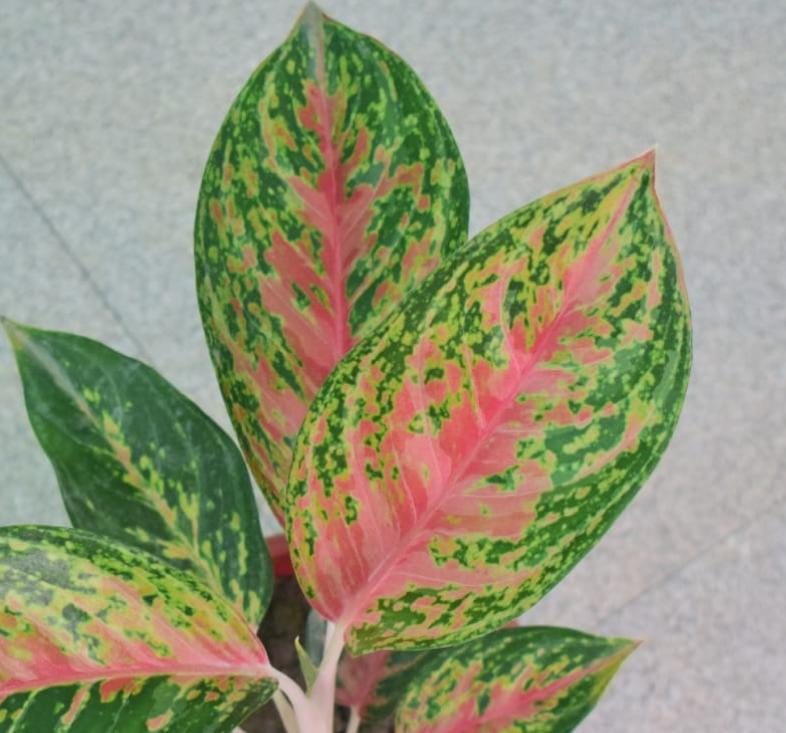 Aglaonema Red Peacock (large single plant) - Image 4