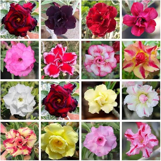 Adenium Multipetal Mix Varieties (3 different plant combo) - Image 3