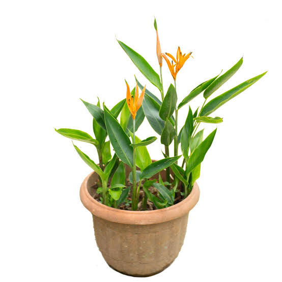 Heliconia American Dwarf-orange (plant clump)