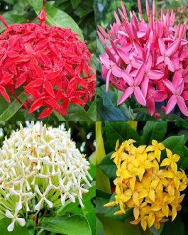 Ixora (well rooted 3 different varieties)