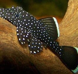 Starlight pleco ( 3 pcs)