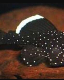 Starlight pleco ( 3 pcs)
