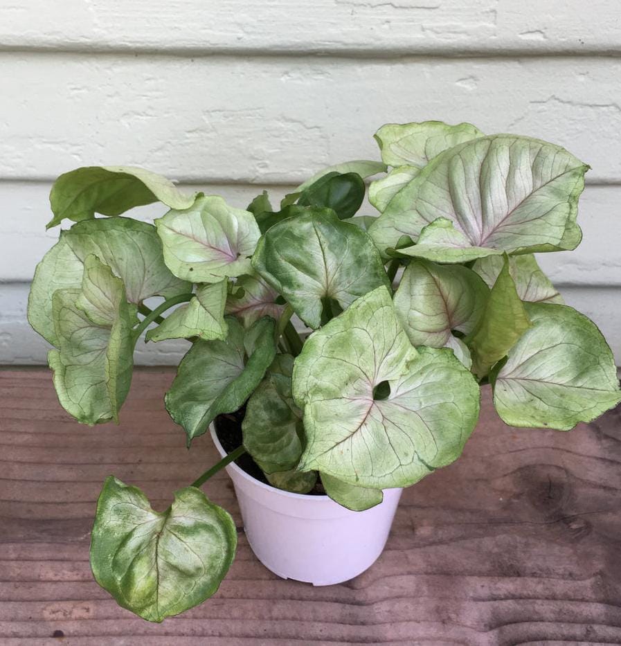 Syngonium Yami Red round leaf - Image 6