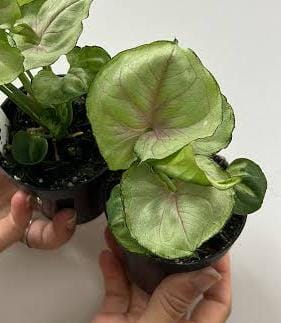 Syngonium Yami Red round leaf - Image 3