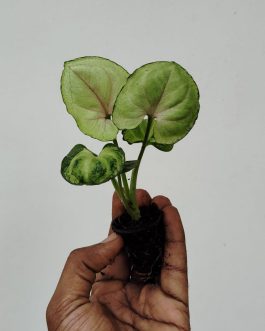 Syngonium Yami Red round leaf