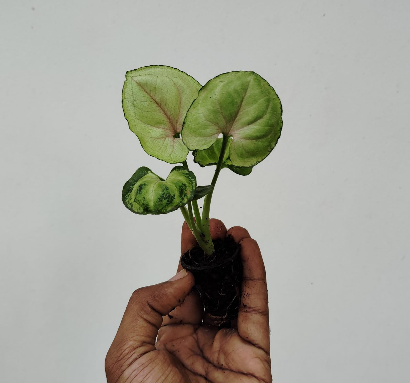 Syngonium Yami Red round leaf - Image 2