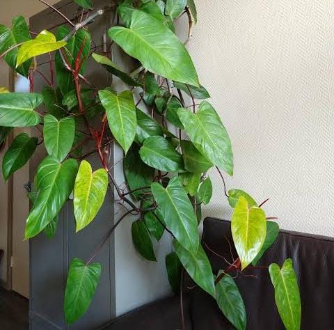 Philodendron Painted Lady (small plant pot) - Image 3