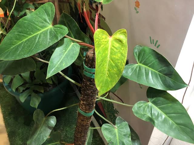 Philodendron Painted Lady (small plant pot) - Image 2